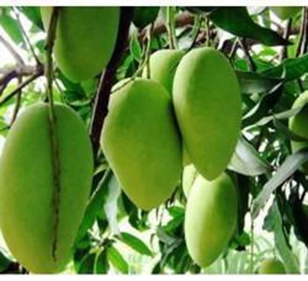 एक ही पेड़ पर बौर, कच्चे और पके आम एक साथ, हैरान कर रही वैरायटी