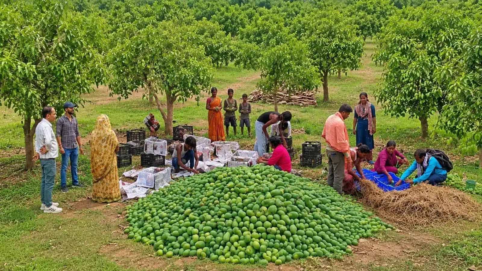 आम महोत्सव बना सफलता की मिसाल, किसानों और महिला एफपीओ को मिला बेहतर बाजार