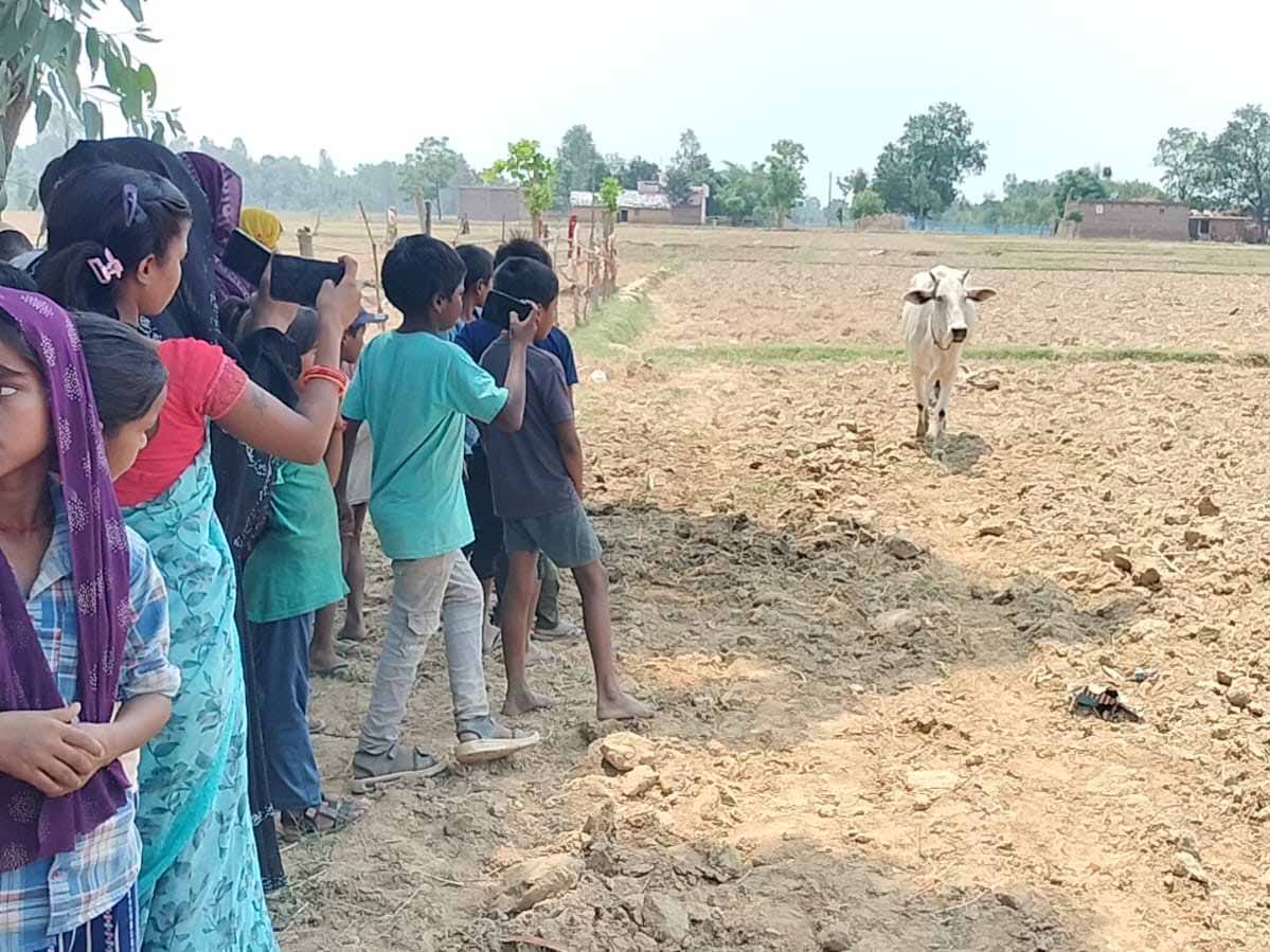 गाय के असामान्य व्यवहार से फैली भीड़, जांच में हाइपोग्लाइसीमिया की पुष्टि
