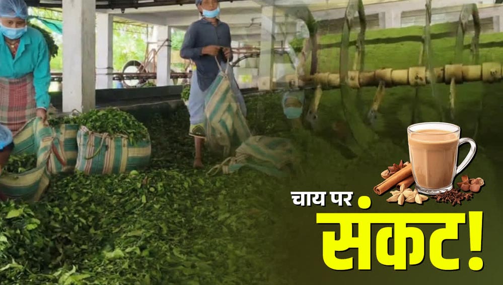 नेपाल की चाय फैक्ट्रियों पर पड़ा भारत के फैसले का असर, उत्पादन बंद; नए बाजारों की तलाश शुरू