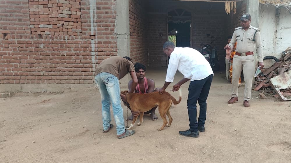 खतरनाक कैनाइन डिस्टेंपर बीमारी का खतरा, पेंच टाइगर रिजर्व में शुरू हुआ बड़ा वैक्सीनेशन अभियान