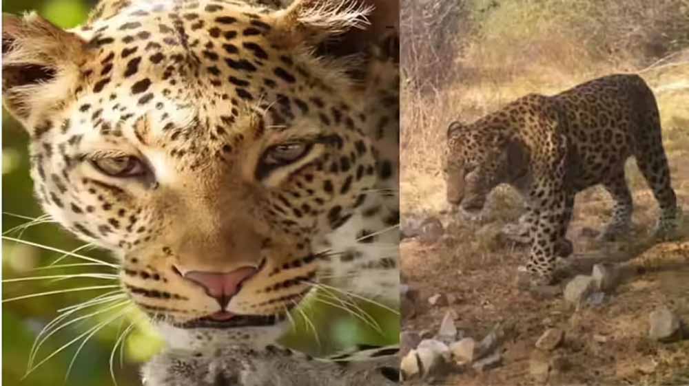 मानव हस्तक्षेप से प्रभावित अरावली क्षेत्र की जैव विविधता में गिरावट