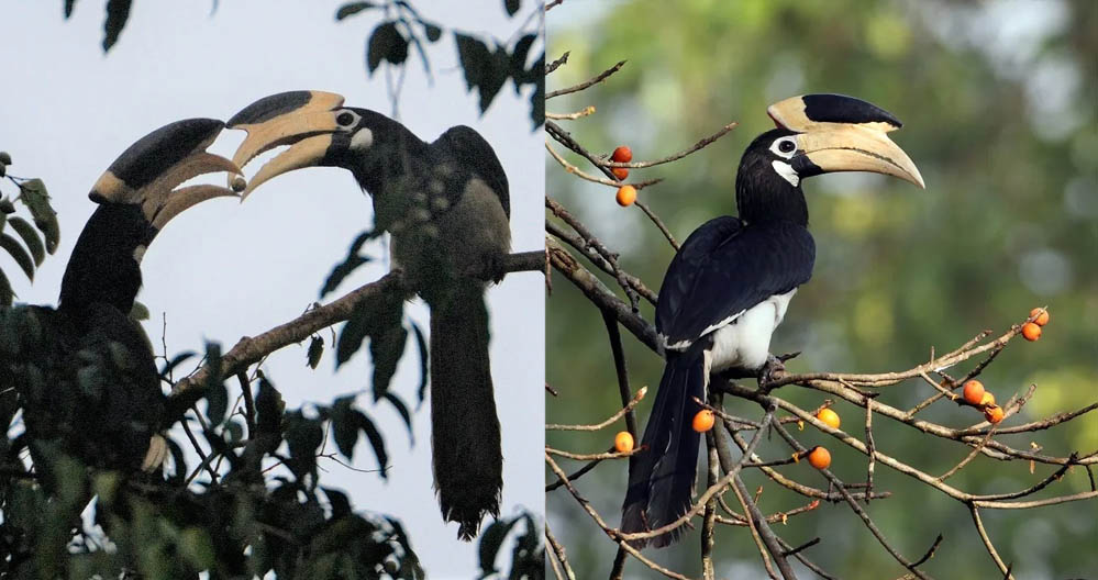 वन मंत्री केदार कश्यप की पहल, उदंती-सीतानदी टाइगर रिजर्व में शुरू होगी हॉर्नबिल सफारी