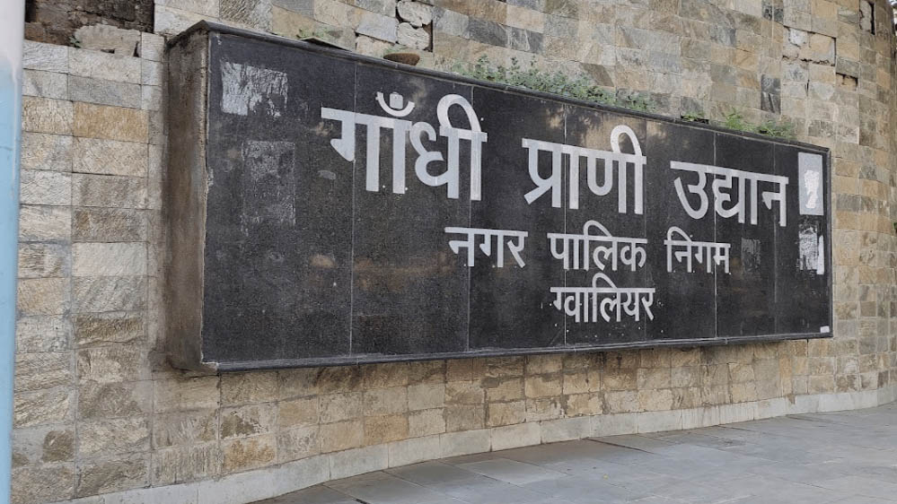 Gwalior Zoo News: CDV संक्रमण के खतरे के बीच मीरा के तीनों शावकों को नहीं मिलेगा खुला बाड़ा, पर्यटक
