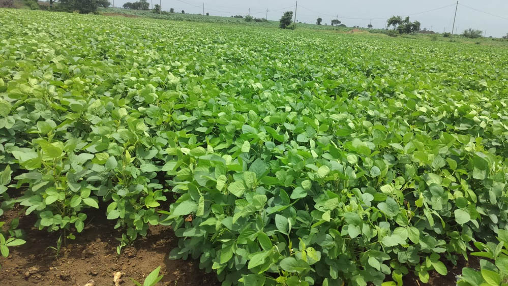 Malwa Weather: बारिश नहीं होने से सोयाबीन की बोवनी प्रभावित, महंगे बीजों ने बढ़ाई किसानों की चिंता
