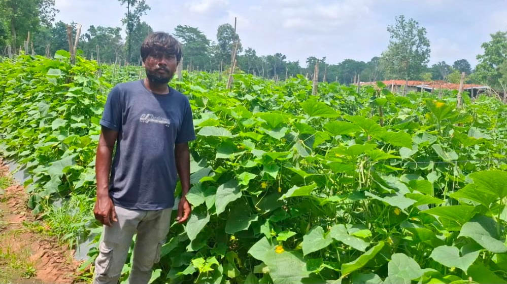 वैज्ञानिक तरीके से खीरे की खेती ने बदली कमार कृषक की तकदीर, उद्यानिकी योजना का मिला लाभ