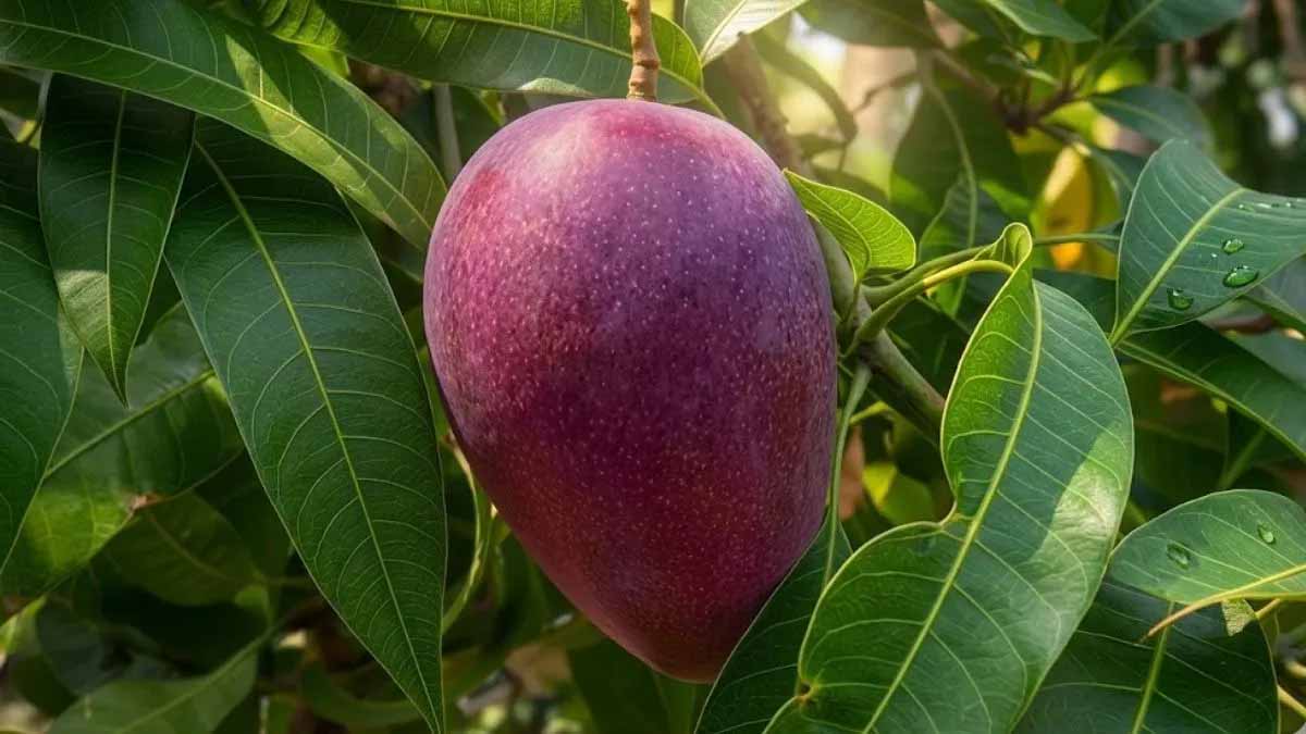 जापानी मियाजाकी आम की खेती पूर्वांचल में, 2 लाख रुपये किलो तक पहुंची कीमत