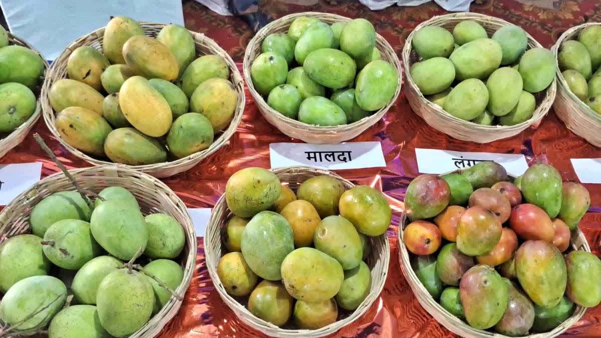 रसायन-मुक्त आमों की प्रदर्शनी, रांची में किसानों को मिला सीधा बाजार