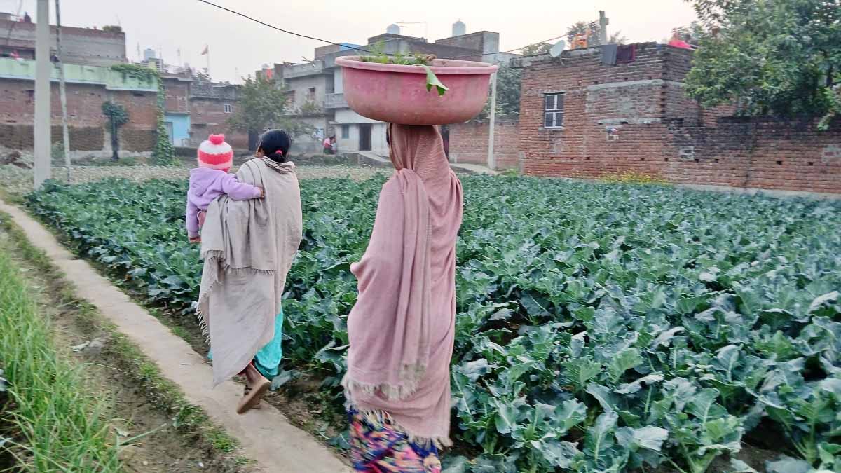 बोक चॉय की खेती ने बदली किसान की किस्मत, गोण्डा के प्रवीण बने किसानों के लिए मिसाल