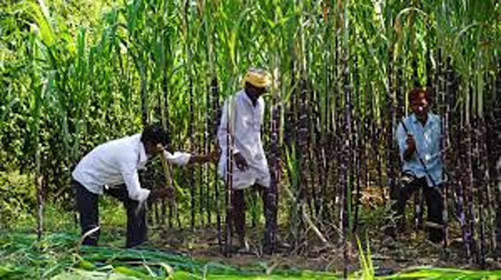 योगी सरकार की किसान नीति का असर, गन्ना किसानों में बढ़ा भरोसा और समृद्धि
