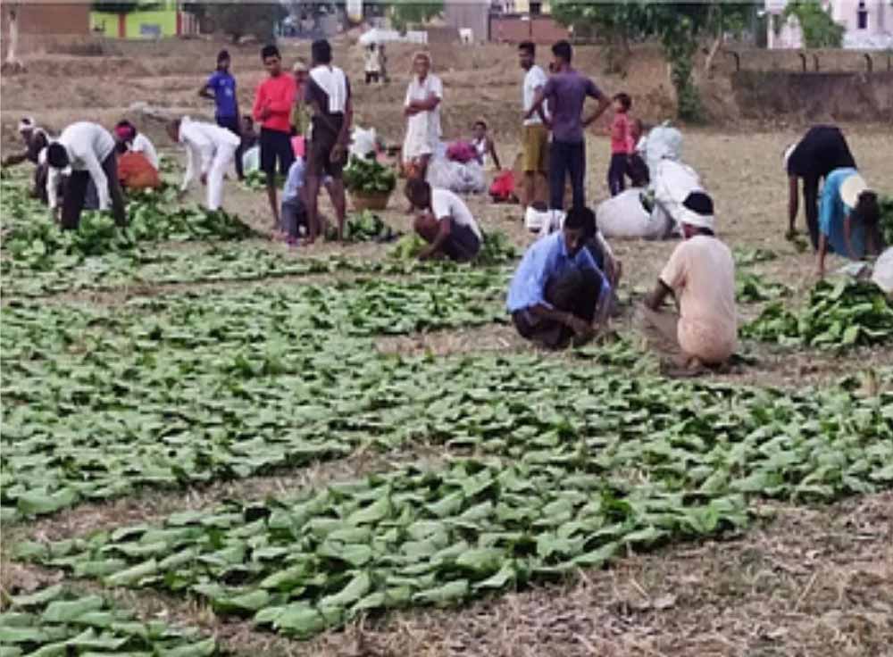 सरकार ने जारी किए 12 करोड़, तेंदूपत्ता संग्राहकों को मिली बड़ी आर्थिक राहत