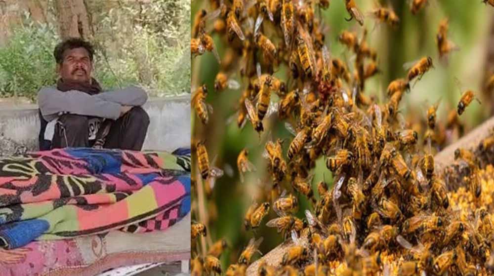 मधुमक्खियों के जानलेवा हमले से दहला धमतरी, सास ने गंवाई जान, दामाद घायल