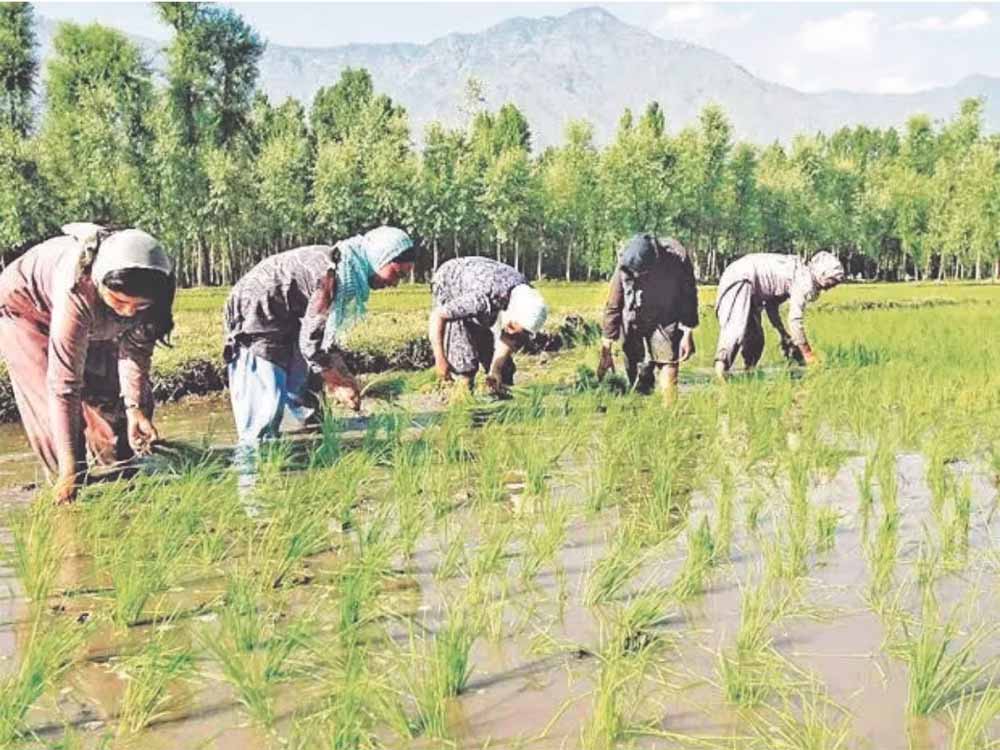 बरसात के स्वागत को तैयार बस्तर, किसानों ने खरीफ सीजन के लिए संभाली कमान