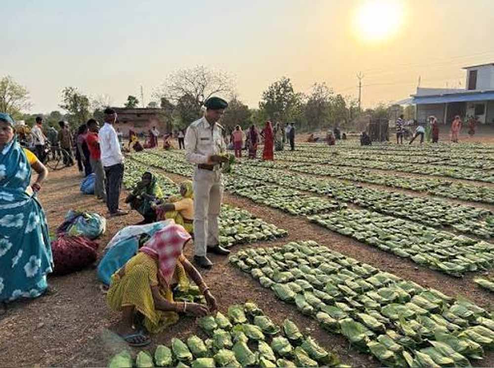 Bastar News: तेंदूपत्ता खरीदी ने रचा इतिहास, 50 हजार संग्राहकों की दूरी बनी चिंता का विषय