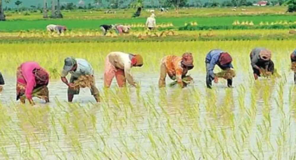 धान रोपाई सीजन में हरियाणा सरकार का बड़ा फैसला, 8 जिलों में रोजाना 8 घंटे थ्री-फेज बिजली