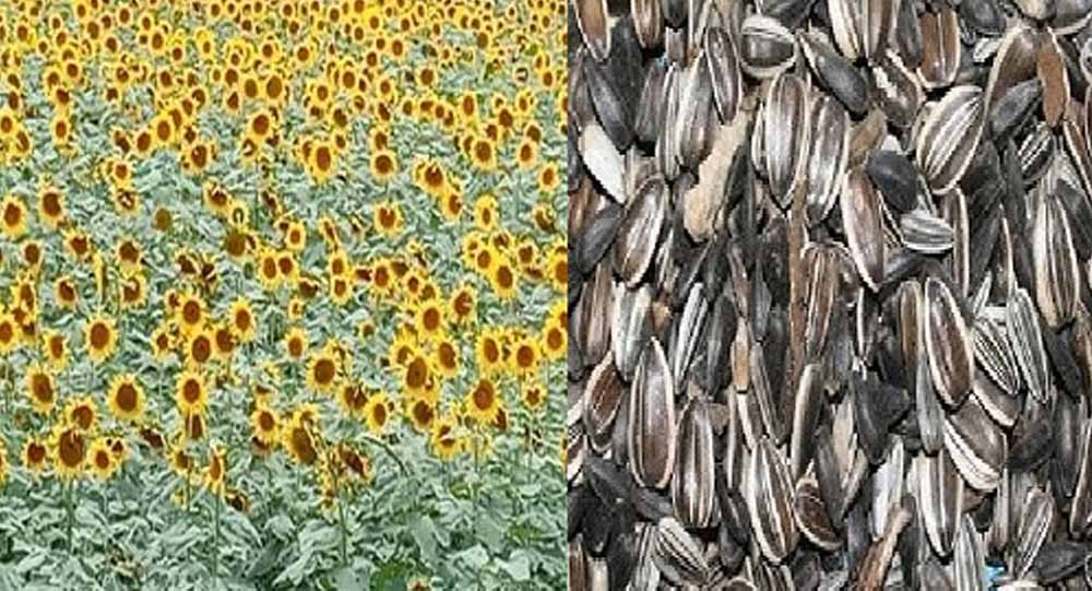 सूरजमुखी किसानों को राहत, 30 जून तक मंडियों में पूरी फसल खरीदेगी हरियाणा सरकार