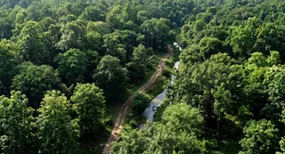 हरियाणा में यमुनानगर का ग्रीन रिकॉर्ड, 60 लाख से अधिक पौधारोपण के साथ शीर्ष पर पहुंचा