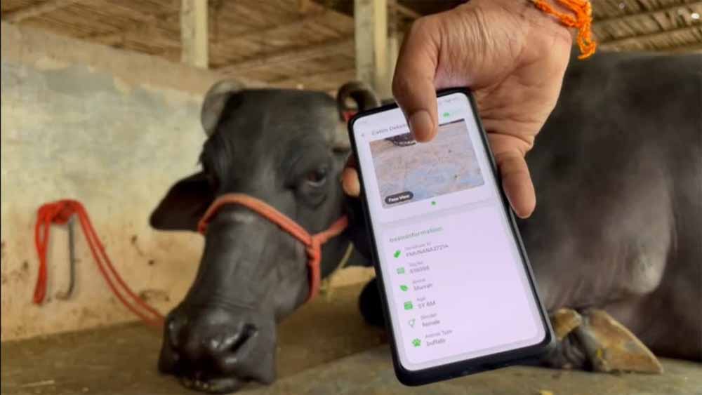 अब मोबाइल ऐप से खरीद सकेंगे गाय-भैंस, हर पशु की बनेगी डिजिटल प्रोफाइल