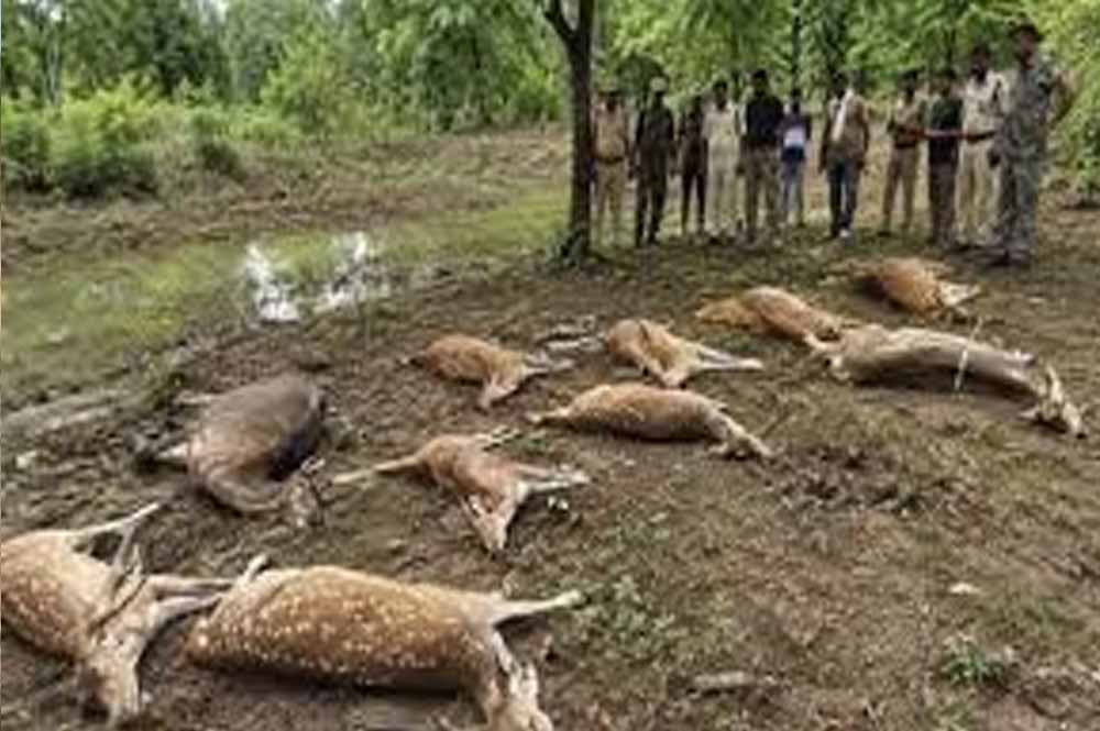कटनी वन्यजीव त्रासदी! जहरीला तालाब बना काल, 14 चीतल-सांभर मरे, टाइगरों की सुरक्षा पर सवाल
