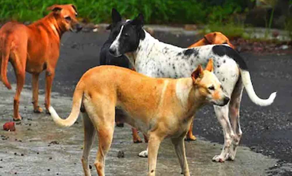 पंजाब के मोगा में दिल दहला देने वाली घटना, खूंखार कुत्तों के हमले में मजदूर की दर्दनाक मौत