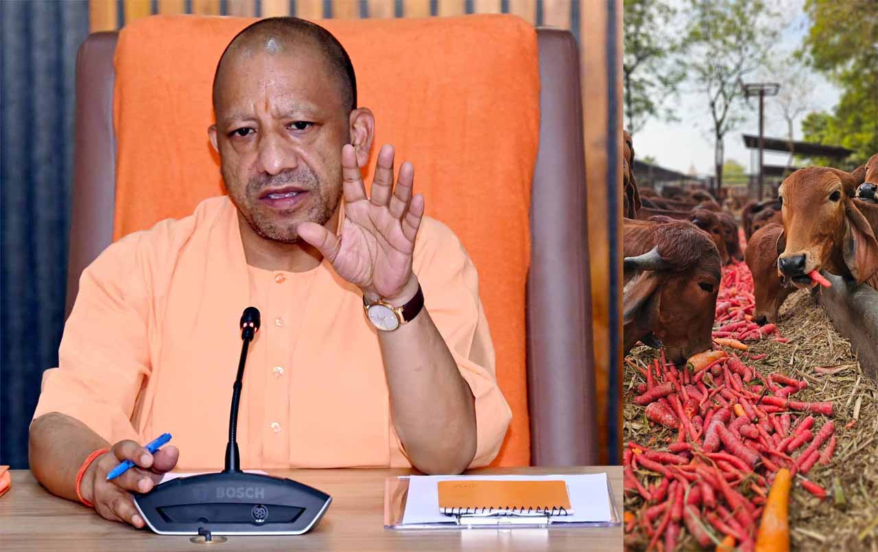गो संरक्षण विशेष: अमेरिका और यूरोपीय देशों तक पहुंच रहा सीएम योगी के गो संरक्षण का प्रभाव