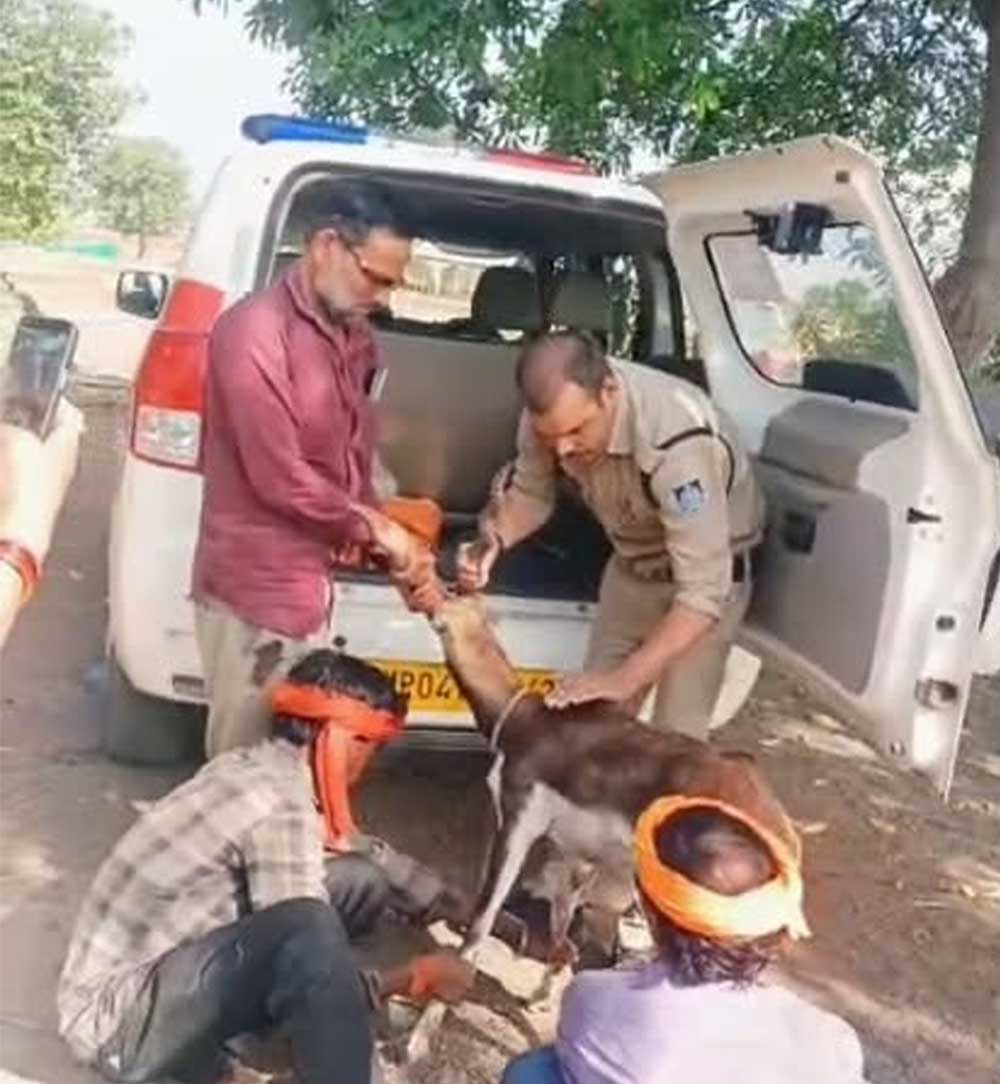 गुना के डायल-112 हीरोज घायल हिरण के शावक को सुरक्षित वन विभाग के सुपुर्द किया