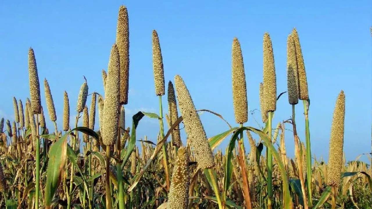ज्वार और बाजरा खेती पर हरियाणा सरकार देगी सब्सिडी, किसानों के लिए नई योजना शुरू