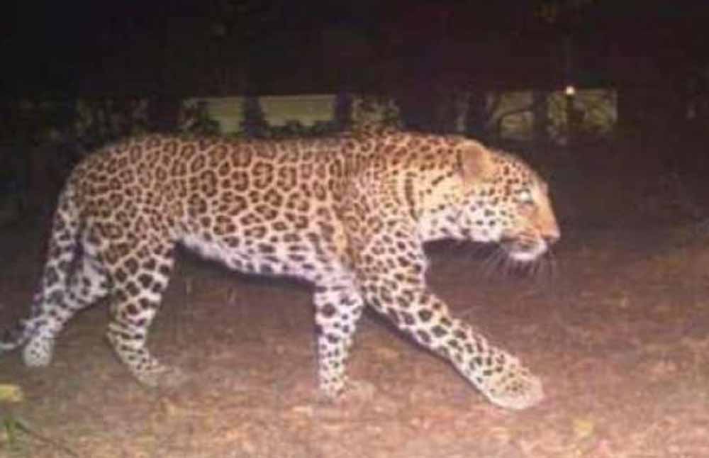तेंदुओं के मानव बस्तियों में प्रवेश पर रोक, कलेसर में तैयार होंगे विशेष घास के मैदान