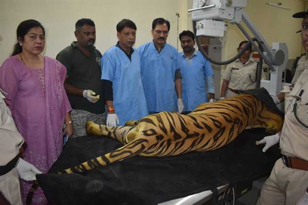 खिवनी अभयारण्य से लाए गए घायल बाघ "युवराज" का वन विहार में हो रहा उपचार