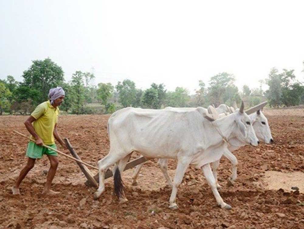 राज्य में 4.77 लाख हेक्टेयर क्षेत्र में लक्ष्य का 10 प्रतिशत बोनी पूर्ण